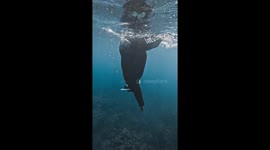 Plus size free diver makes bubble ring and swims through