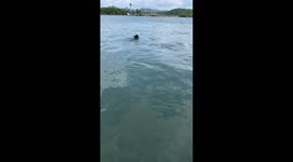 Stray dog swims over to tourists to collect food