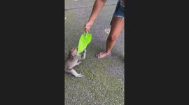 Ravenous monkey steals tourist's lunch in park in Bali