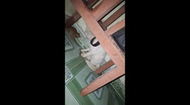 Real-life Tom and Jerry: Mouse tries to run away from playful cat