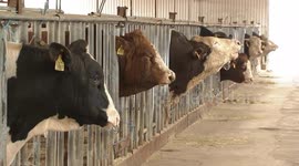 Brazil: Brazil's beef exports face uncertainties amid US tariff policies: expert