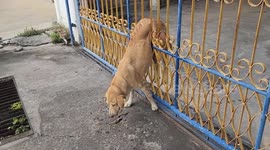 Mother dog stuck between metal bars of gate is rescued