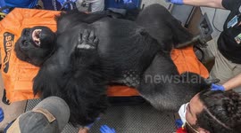 Zoo Miami Gorillas Cleared for Move to Chicago Zoo