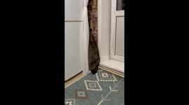 Pet Raccoon Doesn't Trust Fan