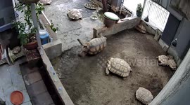 Giant tortoise helps flip over friend who fell on his back