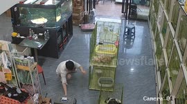 Pet shop owner battles to keep putting kittens back in cage