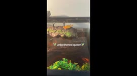 Majestic albino red-eared slider basks like a fairy in its freshwater tank
