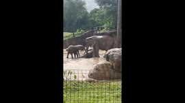 Dallas Zoo Elephants Enjoy Rainy Day With Muddy Play