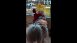 Boy and His Giant Guard Dog Can’t Wait for Dad to Come Home