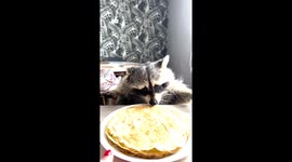 Raccoon Eats Pancakes With Pleasure