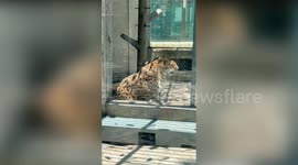 The dieting fat cat leopard now knocking spots off its rivals