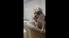 Dog jumps high from couch armrest in Brazil