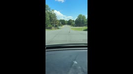 Stubborn Goose Blocks Traffic, Stares Down Minivan in Virginia