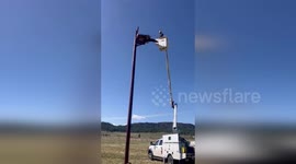 US: Osprey Rescued From Bailing Twine Thanks to Teamwork and Quick Action