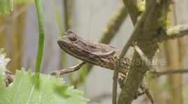 Austria: The Oldest Zoo in the World Celebrates International Chameleon Day