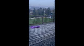 Lucky Bear Hides From Log Truck Noise