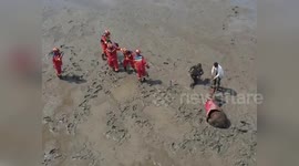 China: Firefighters Rescue Horse Stuck in Muddy Trap in Yingkou