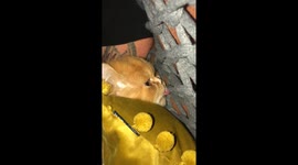 Growling Persian Cat Claims Crisps