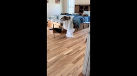 Cat Tags Along As Beagle Takes Blanket