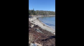 Peanut Finds a Lobster Claw