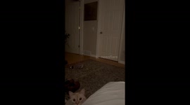 Goofus the Cat Does a Backflip