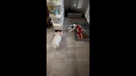 Gluttonous Puppy Is Desperate For More Food