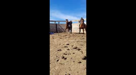 Stock Colt Bucks Rider Off