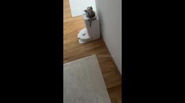 British Shorthair Takes Nap On Vacuum