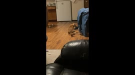 Orange Cat Chases His Tail’s Shadow