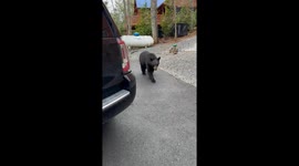 Encounter With a Curious Black Bear