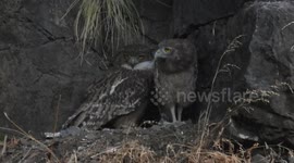 Brown Fish Owlet Bobs Head