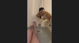 Orange Cat Fell Into My Tub