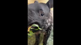 Three-Month-Old Tapir Calf Tries Curly Willow at Point Defiance Zoo & Aquarium
