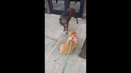 Golden Retriever Puppy Wants Wolf Statue to Play