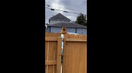 A Squirrely Snackrobat