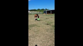 Foal Plays With His New Ball