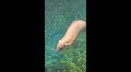 Polar Bear Laerke Soaks Up Sunshine in The Pool at Point Defiance Zoo & Aquarium