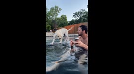Cheeky puppy crashes hot tub date night in viral video with 8 million views and counting