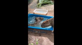 Baby capybaras enjoying water in zoo