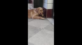 Golden Retriever punished for swallowing chick