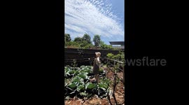 Dozens of butterflies follow woman's arm movements in Disney-esque scene