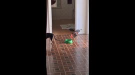 Dog and rooster fight over food in Jequitinhonha