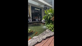 Dog Transfixed By Koi Pond