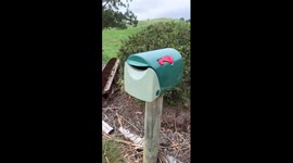 Possum found inside mailbox in Rotorua, New Zealand