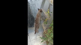 Injured cat with cast climbs ladder in Guadalajara, Mexico