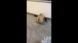 Dog squeezes into tiny food bowl and naps in Sichuan, China
