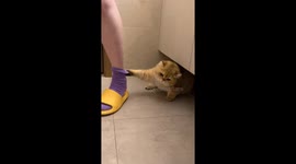 Clingy cat refuses to let go of owner's sock in Zhejiang, China