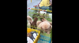 Puppies stop barking after being made to kiss in Shandong, China
