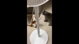 Grey cat throws playful companion to the floor in Hubei, China