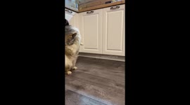 Dog spins on two feet while trying to reach food in Chelyabinsk, Russia